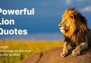 130+ Powerful Lion Quotes: Unleash Your Inner Strength and Courage